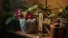 Orchids Preparing For Temperature Peaks What Blooms On Shelves In The Heat